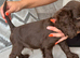Cocker spaniel puppies looking for a new home