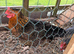 4 chickens