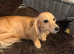 Loving miniature dachshund girl