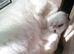 Adult female cat white £60