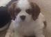 Cavalier king charles spaniel puppy - blenheim