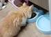 Female kitten