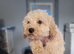 Apricot Miniature Poochon Boys