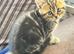 New bag kittens ready to leave trained