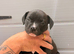 READY TO LEAVE STAFFY PUPS 1 LEFT