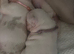 French bulldogs