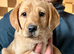 RKC REG'D GOLDEN YELLOW BEAUTIFUL LAB PUPS
