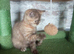 Cinnamon tortie bsh girl