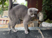 Beautiful Blue Scottish Fold Girl - 20 Months - Neutered