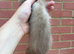 Pedigree Semi angora Choclate & self black  hob kit for sale