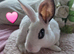 Baby mini rex bunnies