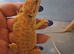 Bearded dragons babies