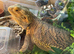 Bearded dragon