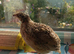 Coturnix Quails 3 x males 5 weeks old happy living together as a group £6 the 3 birds