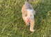 American bulldog cross staff 8 weeks