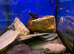WC Spotted Tiger Loach (Lepidocephalichthys thermails)