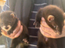 Eu polecat kits 4 hobs 1 Jill