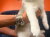 Top pedigree British shorthair kittens ready now
