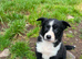 8 weeks old border collie pups