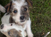 terrier
