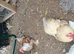 White and brown/white cockbirds available