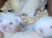 Albino poles and silver