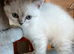 Bsh X Scotish straight kittens. Microchipped.