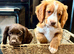 4 lovely health tested puppies