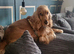 Cocker spaniel puppy's due 1 week