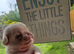 Reduced!!!Pug litter