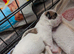 Cute pups for loving homes 500 very adorable