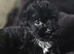 Yorkshire terrier x Cairn terrier yorkie