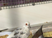 Mixed diamond doves