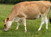 Pure bred Jersey cow for sale