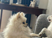 STUNNING POM BEAR BOY