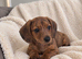 Miniature Dachshund Pups