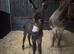 Jenny donkey and Jenny foal at foot