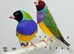 Male Gouldian finches for sale