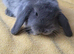 Beautiful Mini lop looking good a home