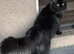Norwegian forest cat cross