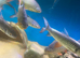 Tinfoil Barb/Red Fin Cigar Sharks for sale