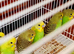 10 Beautiful yellow/green baby budgies for sale !