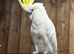 Sulphur crested cackatoo
