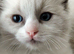 Ragdoll kittens