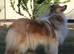 LOVELY SHADED ROUGH COLLIE GIRL