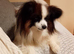 Papillon dog