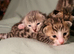 STUNNING SILVER & SPOTTED SAVANNAH X BENGAL KITTENS