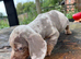 Beautiful Dachshund boys
