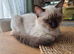 Ragdoll kitten, girl
