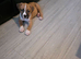 American bulldog puppy
